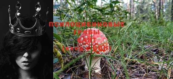 прущие крисы Инта